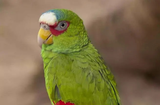 cwbk